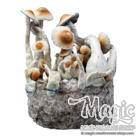 Yellow Umbo Cloud920® XL Ready-to-grow bag