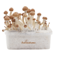 FreshMushrooms® kweekset Amazon 