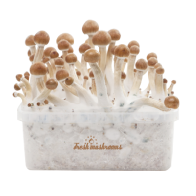 FreshMushrooms® kweekset B+