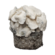 Jack Frost Cloud920® XL Ready-to-grow bag