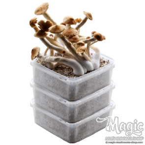 GetMagic® 3XL Grow Kits Bulk Deal