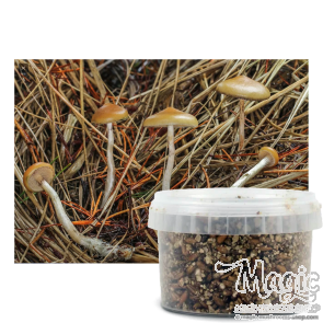 Mushroom Substrate 280 ml 