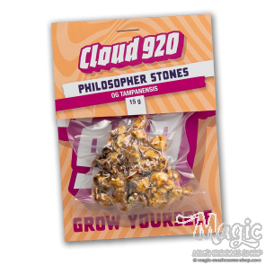 Truffles Tampanensis | Amsterdam Magic Truffels