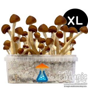 GetMagic Magic Mushroom grow kit XL