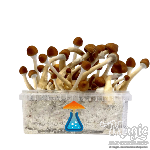 GetMagic Magic Mushroom grow kit XL