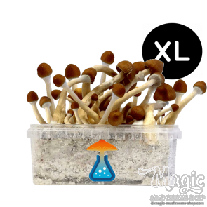 GetMagic Magic Mushroom grow kit XL