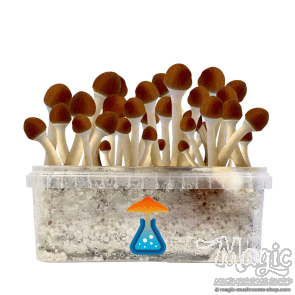 GetMagic Magic Mushroom grow kit 