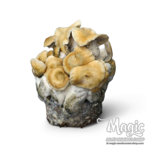 Spore print Pensacola