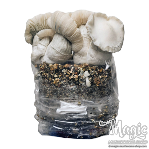 Psilocybe Azurescens spawnbag | Outdoor magic mushroom grow kit