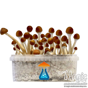 GetMagic Magic Mushroom grow kit XL
