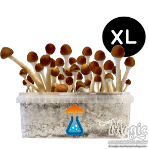 GetMagic Magic Mushroom grow kit XL