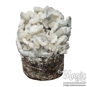 Mushroom grow kit Albino XP