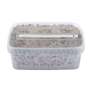 random magic mushrooms myclium grow kit