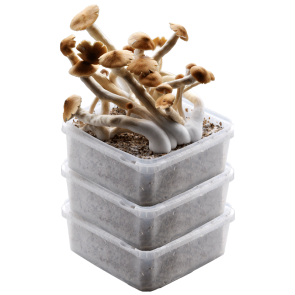 GetMagic® 3XL Grow Kits Bulk Deal