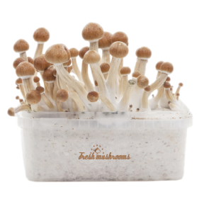 Amazonian XP Fresh Magic Mushrooms Grow Kit 