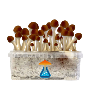 GetMagic Magic Mushroom grow kit 