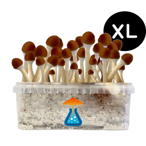 GetMagic Magic Mushroom grow kit XL