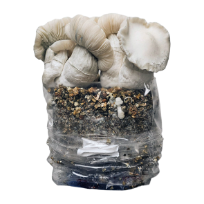 Psilocybe Azurescens spawnbag | Outdoor magic mushroom grow kit