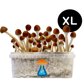 GetMagic Magic Mushroom grow kit XL