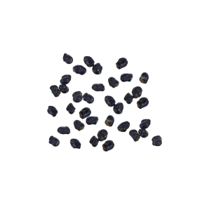 Peyote cactus seeds 20 pieces