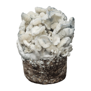 Mushroom grow kit Albino XP