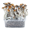 Photo PES Amazon — Classic Growkit XL — Cloud920®