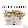 Photo Mondo Paddo Kweekset Golden Teacher