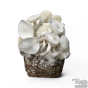 Jedi Mind Fuck Leucistic Cloud920® XL Ready-to-grow bag