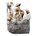 Yellow Umbo Cloud920® XL Ready-to-grow bag