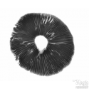 Panaeolus cyanescens 'Hawaii' spore print