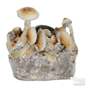 Yellow Umbo Cloud920® XL Ready-to-grow bag
