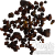 Psilocybe Tampanensis magic truffels | 15 gram