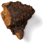 Chaga  Inonotus Obliquus Mushroom