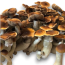 Blue Magnolia Psilocybe cubensis