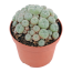 Peyote Cluster 10-15 cm