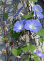 Morning Glory Blauwe winde bloem