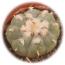 Peyote