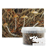 Psilocybe azurescens outdoor growkit (Foto's door Caleb Brown, via Wikimedia Commons)