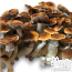 Blue Magnolia Psilocybe cubensis