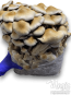 Cascadian Teacher Psilocybe cubensis