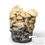 Cascadian Teacher psilocybe cubensis grow kit