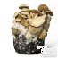 Cascadian Teacher psilocybe cubensis kweekset