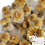 Hillbilly Pumkin Psilocybe cubensis