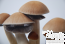 Mexican psilocybe cubensis paddo's