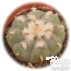 Peyote