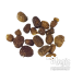 Mapacho (Nicotiana rustica) zaden