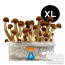 Thai XL growkit