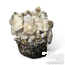 Kweek opvallende WhiteBilly leucistische Psilocybe cubensis met onze premium Cloud920® kit. Met een uniek wit uiterlijk, sterke genetica, bovengemiddelde potentie (0,73% PCBE) en makkelijk te kweken voor beginners. Snelle groei, bestand tegen besmetting.