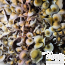 Yellow Umbo Psilocybe cubensis