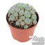 Peyote Cluster 10-15 cm